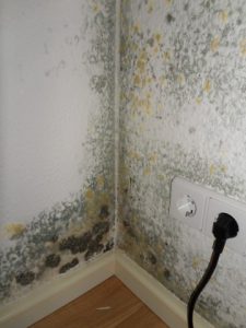 Schimmelgutachter, Gutachten, schädliche Schimmelpilze an Wand Wärmebrücke Ecke unten