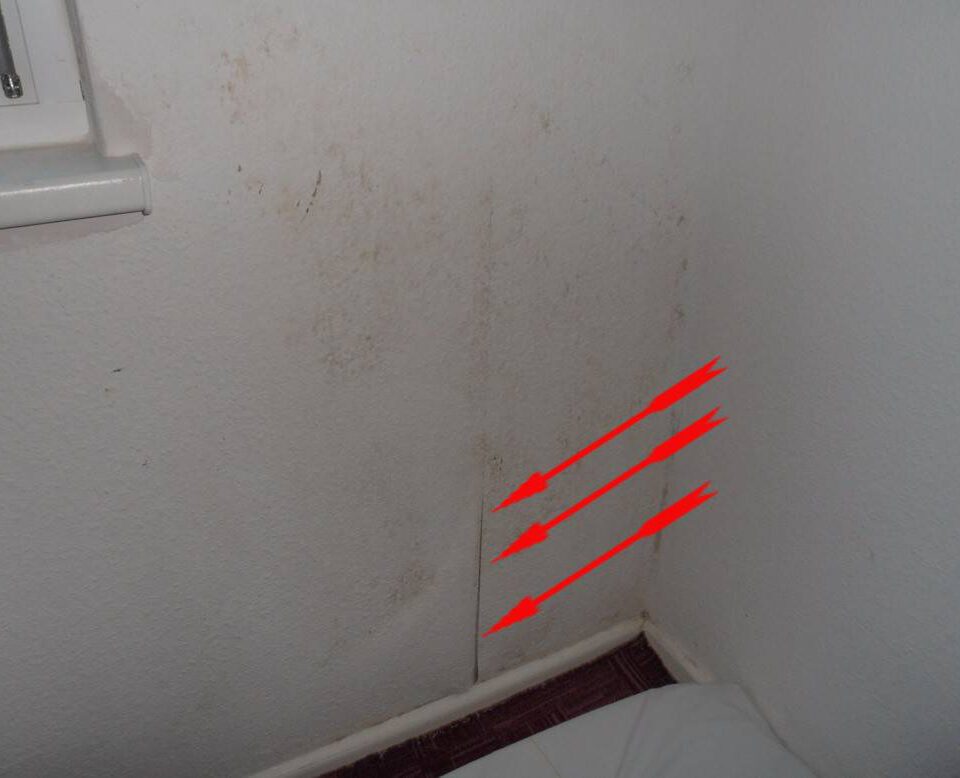 schädliche Schimmelpilze an der Wand