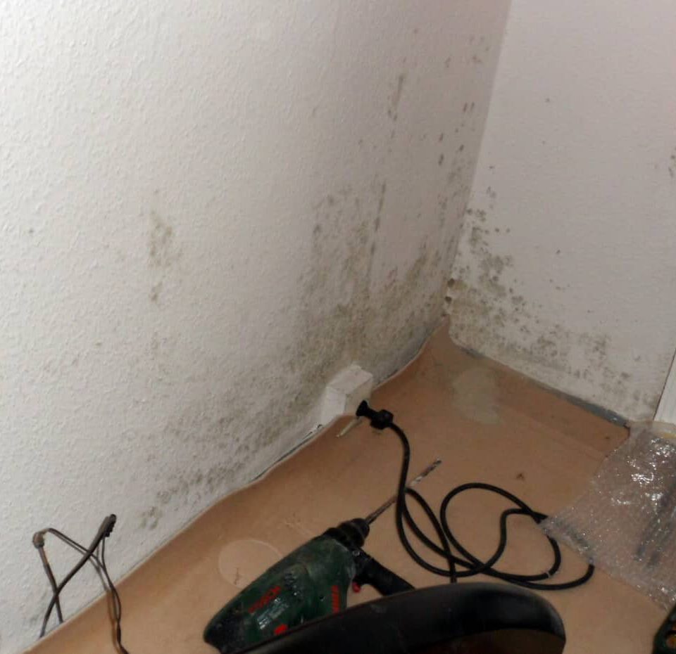 Schimmel Gutachter für Wohnung