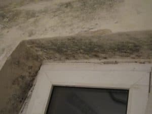 überall Schimmel wohnung,Schimmelschaden