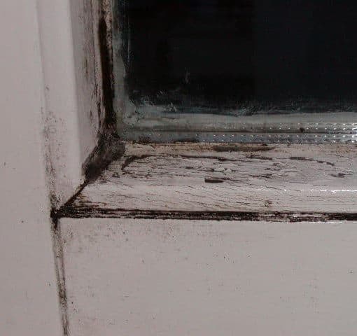 Schimmel in der Wohnung - Schimmelpilz 2 Schimmel in der Wohnung - Schimmelpilz