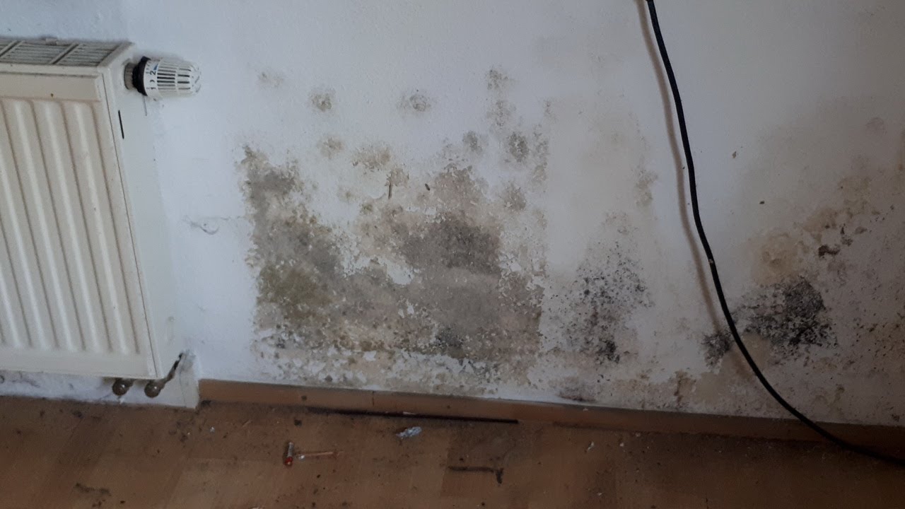 Modriger süßlicher Geruch im Haus 2 modriger süßlicher Geruch im Haus ,erdiger Gestank