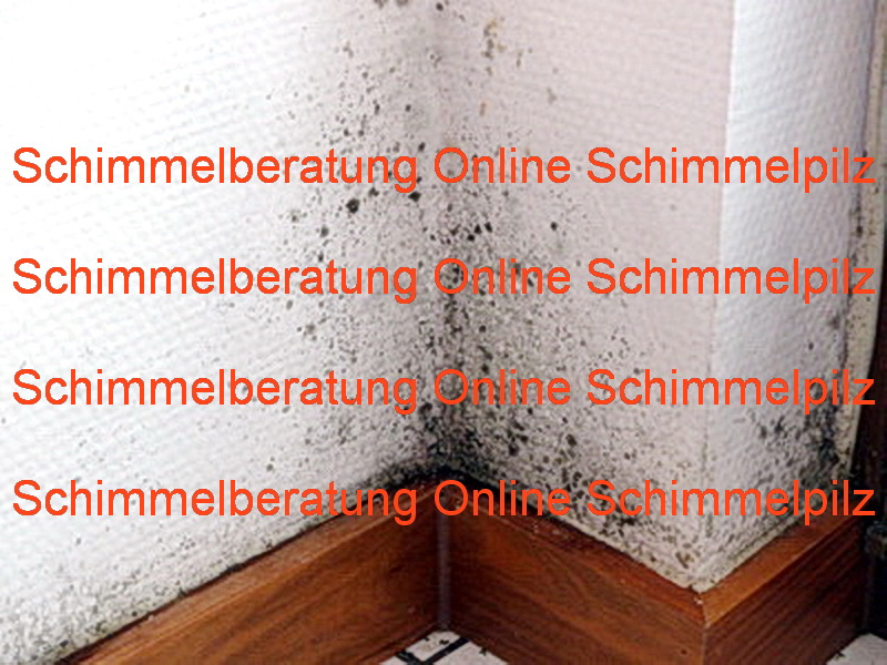 Schimmelberatung Online Schimmelpilz
